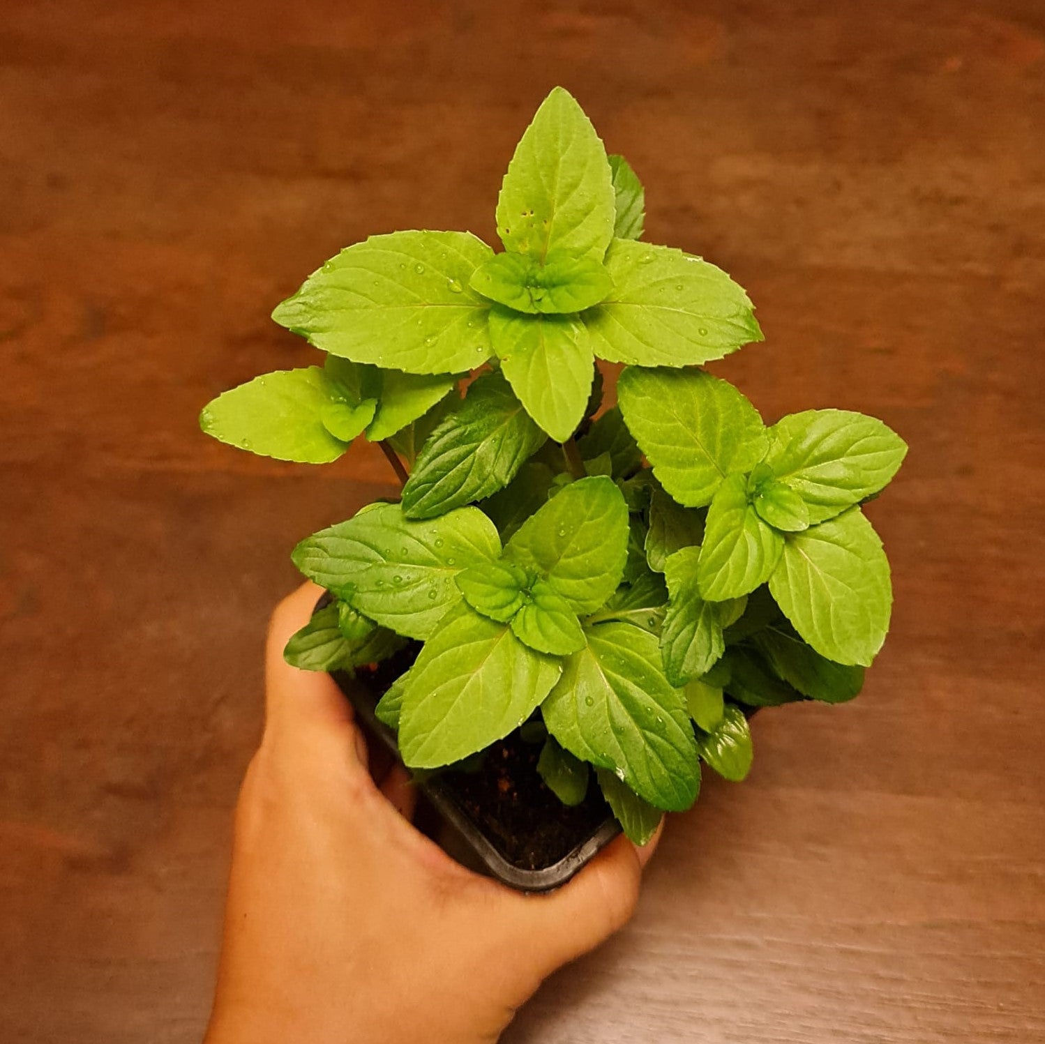 Mint Basil Mentha x Piperita F.Citrata Basil Herb Box