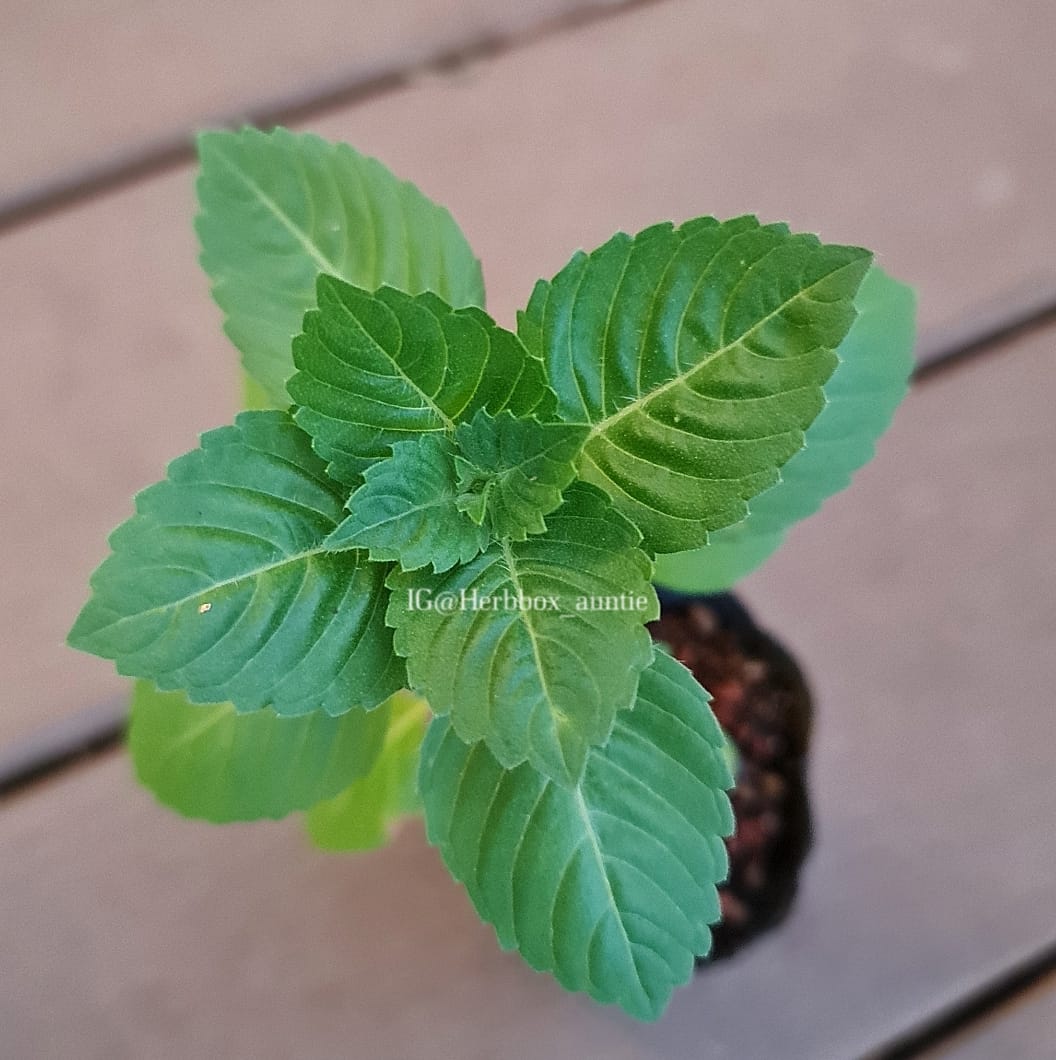 Japanese Holy Basil Herb Box Garden Pte Ltd