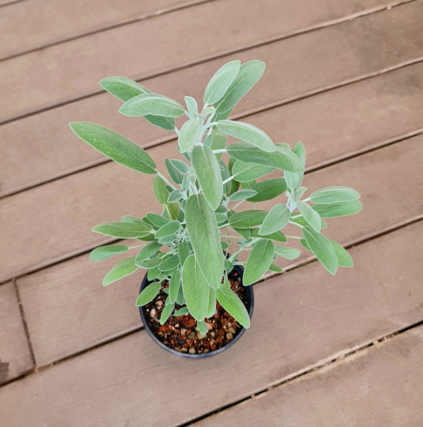Sage, Salvia Officinalis - 14cm Pot