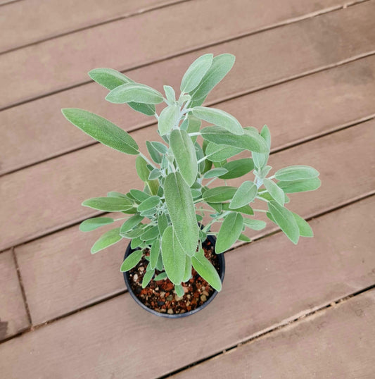 Sage, Salvia Officinalis - 9cm Pot
