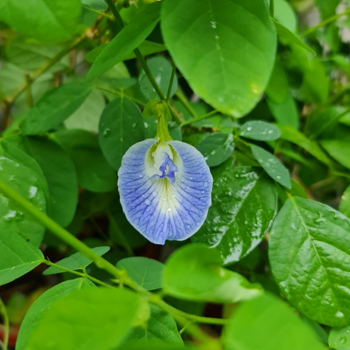 Butterflypea, Light Blue Clitoria Ternatea