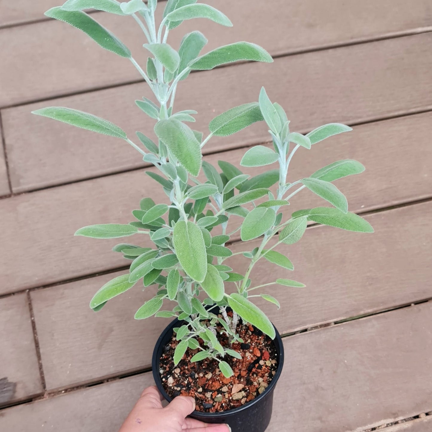 Sage, Salvia Officinalis - 14cm Pot
