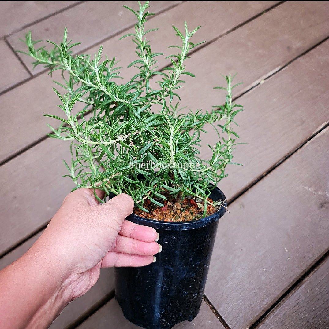 Rosemary 'Herbbox', Salvia Rosmarinus - Medium 14cm Pot