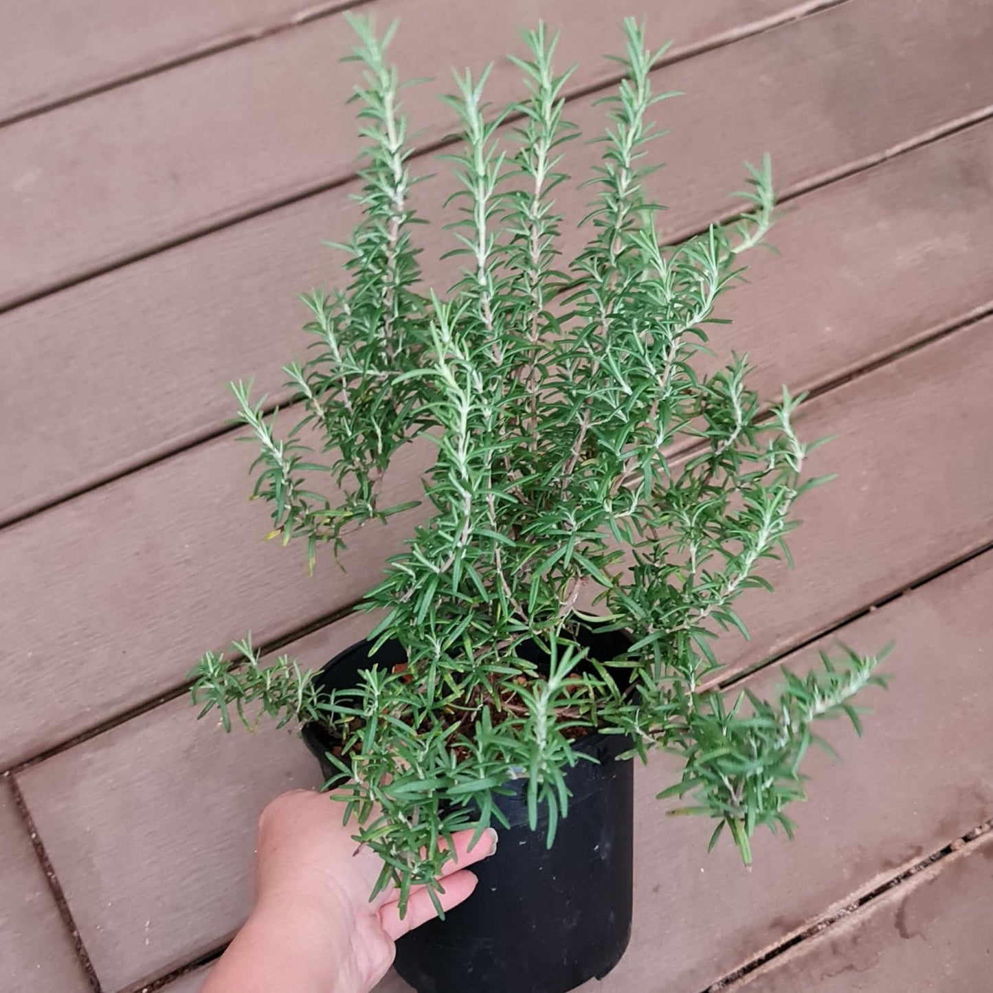 Rosemary 'Herbbox', Salvia Rosmarinus - Large 16cm Pot
