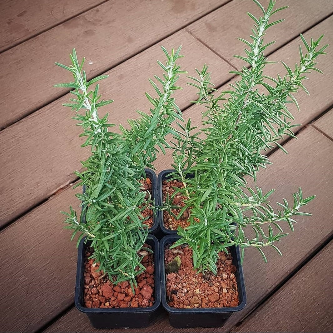Rosemary 'Herbbox', Salvia Rosmarinus