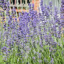 Country Value Lavender Munstead Strain Seeds