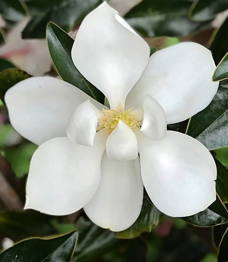 Magnolia 'Little Gem'