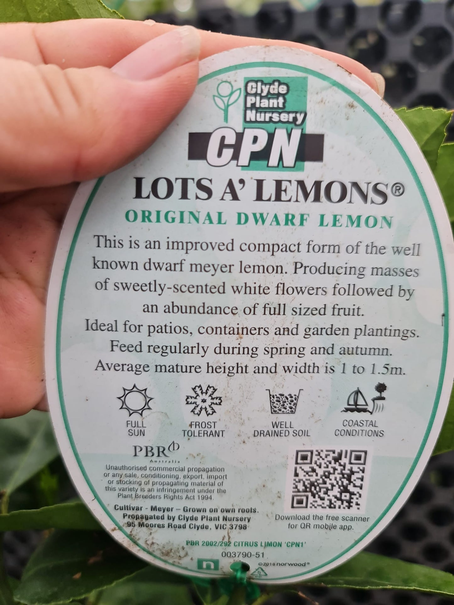 Meyer Lemon Dwarf