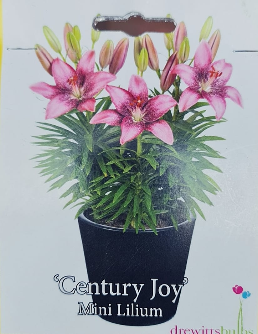 Mini Lilium 'Century Joy'