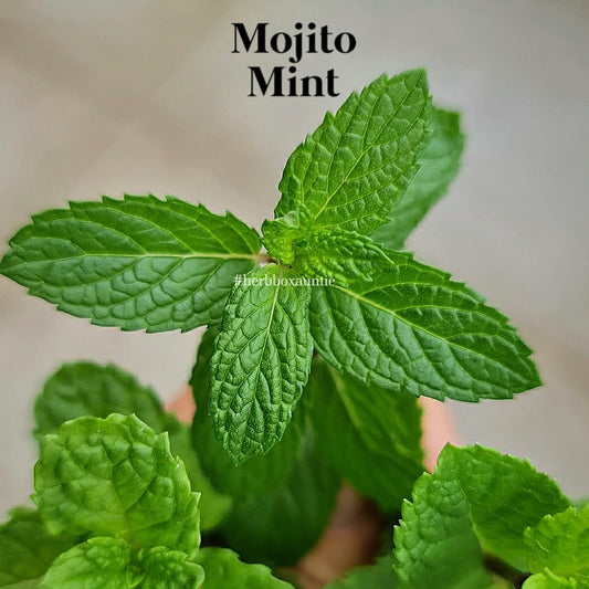 Mint, Mojito