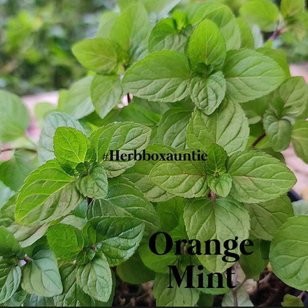 Mint, Orange