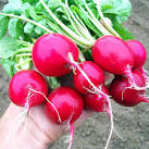 Country Value Radish Cherry Belle Seeds