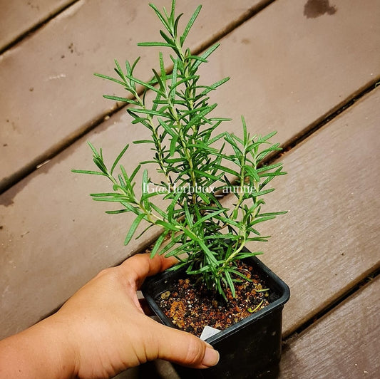 Rosemary 'Marine Blue', Salvia Rosmarinus - Medium Pot