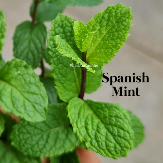 Mint, Spanish - Mentha Spicata Spanish