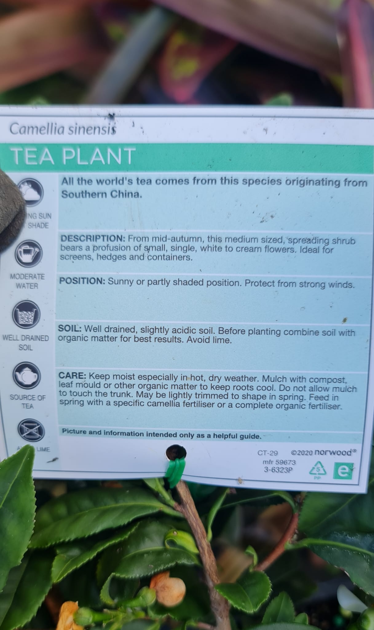 Tea Plant (Camelia Sinensis)
