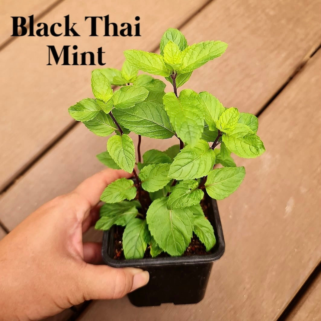Mint, Black Thai Mint