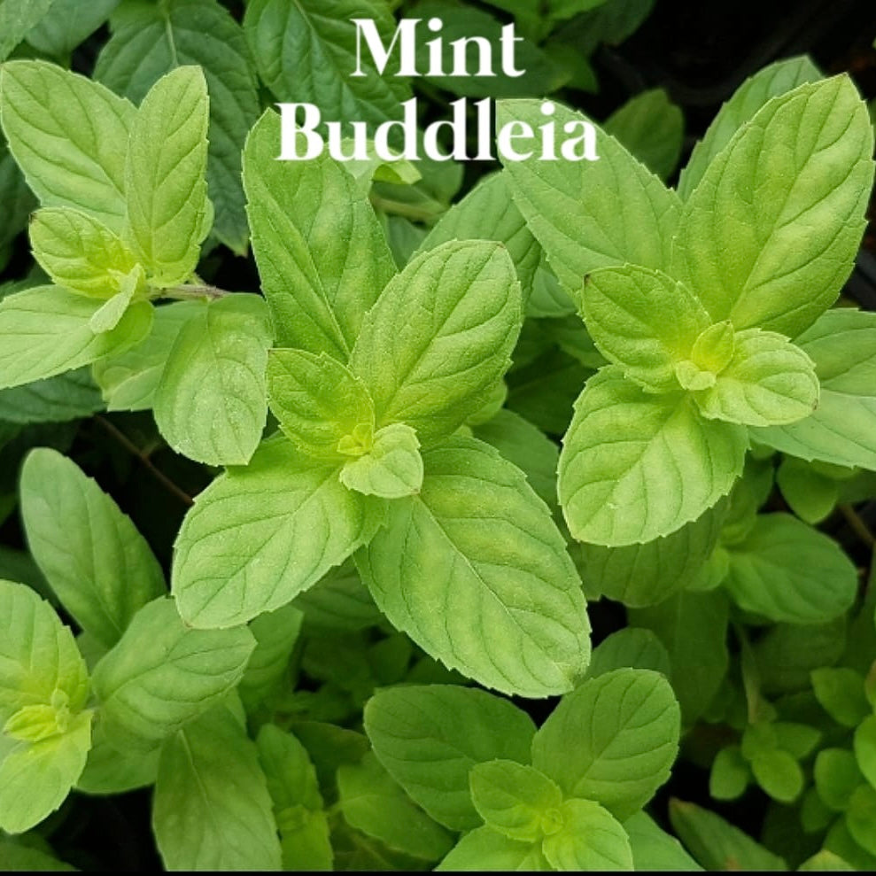 Mint, Buddleia - Mentha Longifolia