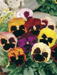 Mr Fothergill's Pansy Swiss Giant Mix Seeds